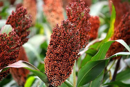 s͟ | һƿuƵĳɱǶ٣