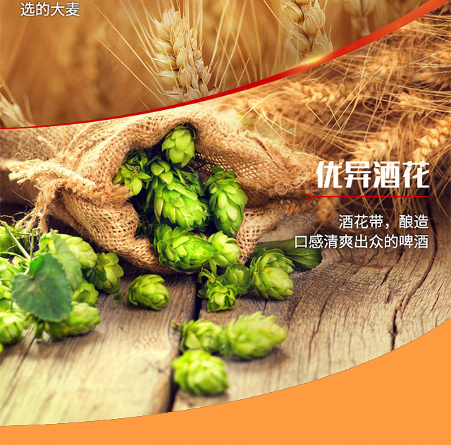 琴島貝爾啤酒500ml×12