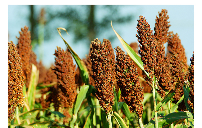 魏井窖酒G9濃香型500mL42度~50度