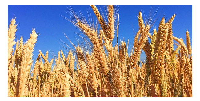 魏井窖酒G9濃香型500mL42度~50度