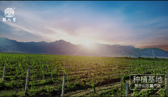 類人首經(jīng)典蛇龍珠干紅葡萄酒12°750ml