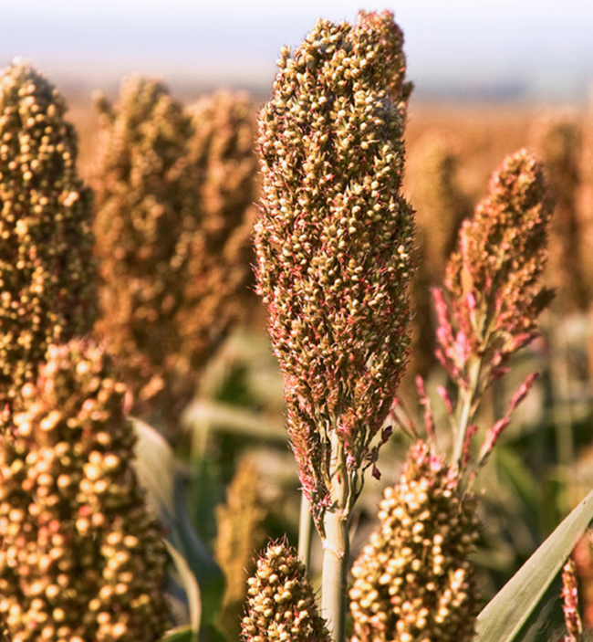 黃鶴樓T20兼香型白酒【42度500ml】