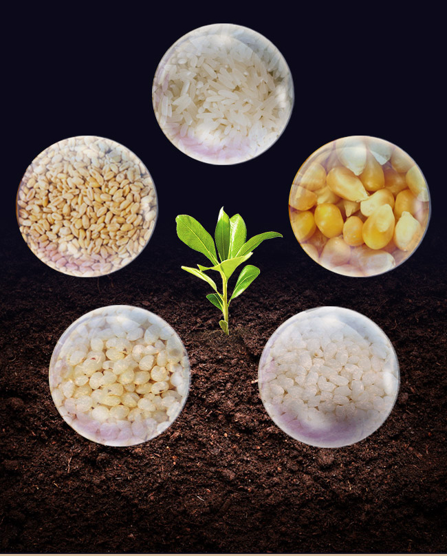 黑龍江小糧屯酒小康