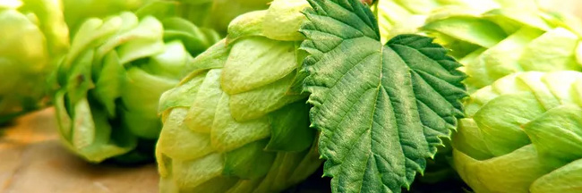 凱盾精釀金麥啤酒