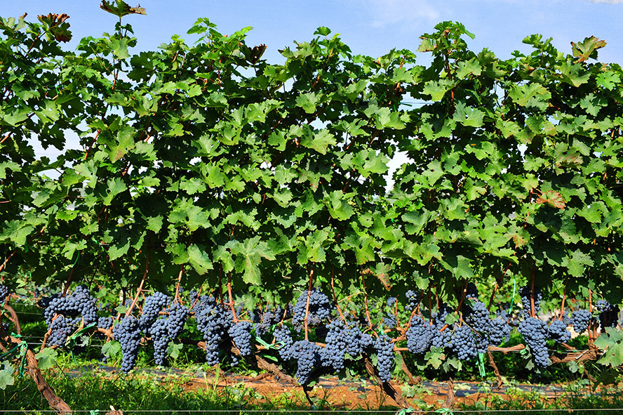     ѾƘI(y)޹˾aƷ