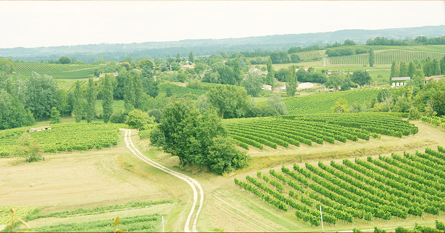 廊坊市萬森葡萄酒有限公司